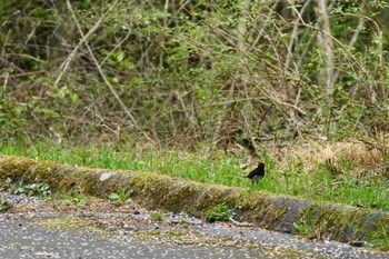 Japanese Thrush 富士山麓 Tue, 4/16/2024