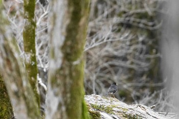 Japanese Thrush 富士山麓 Tue, 4/16/2024