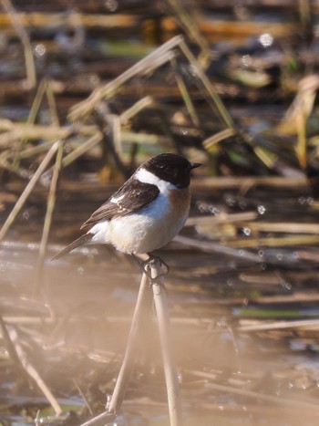 Amur Stonechat オムサロ原生花園 Mon, 4/29/2024