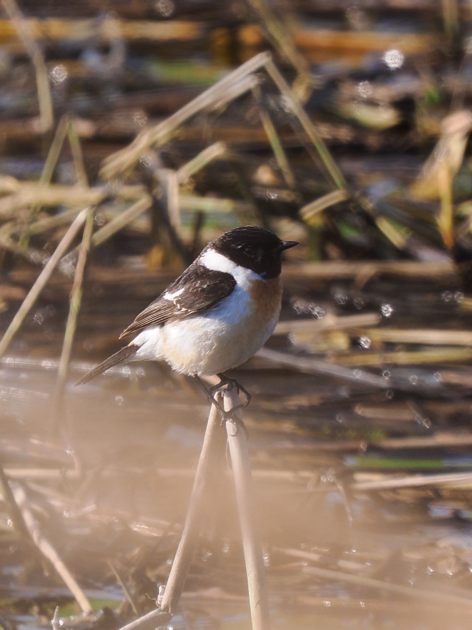 Photo of Amur Stonechat at オムサロ原生花園 by daffy@お散歩探鳥＆遠征探鳥♪