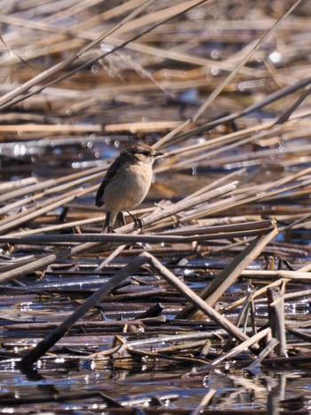 Amur Stonechat オムサロ原生花園 Mon, 4/29/2024