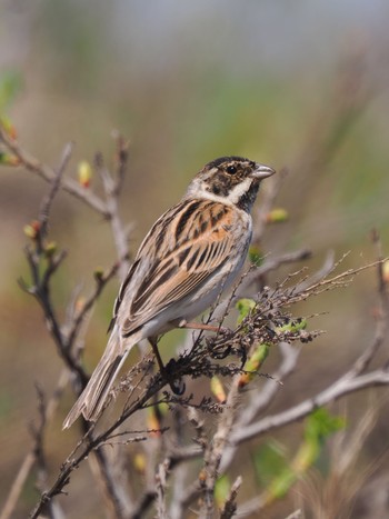 Common Reed Bunting シブノツナイ湖 Mon, 4/29/2024