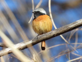 Daurian Redstart Hayatogawa Forest Road Sun, 3/3/2024