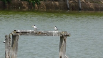 Sun, 4/28/2024 Birding report at 奈良市水上池