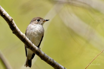 Asian Brown Flycatcher 北杜市 Mon, 4/29/2024