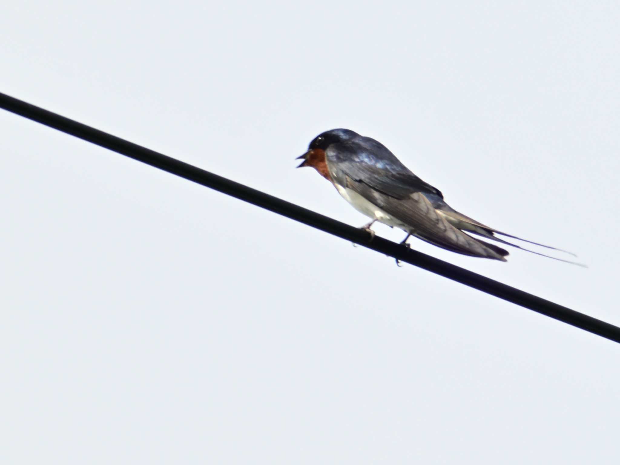 Barn Swallow