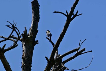 Japanese Tit 布目ダム Sun, 4/28/2024