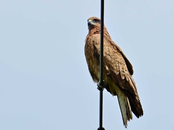 Black Kite 平城宮跡 Sun, 4/28/2024