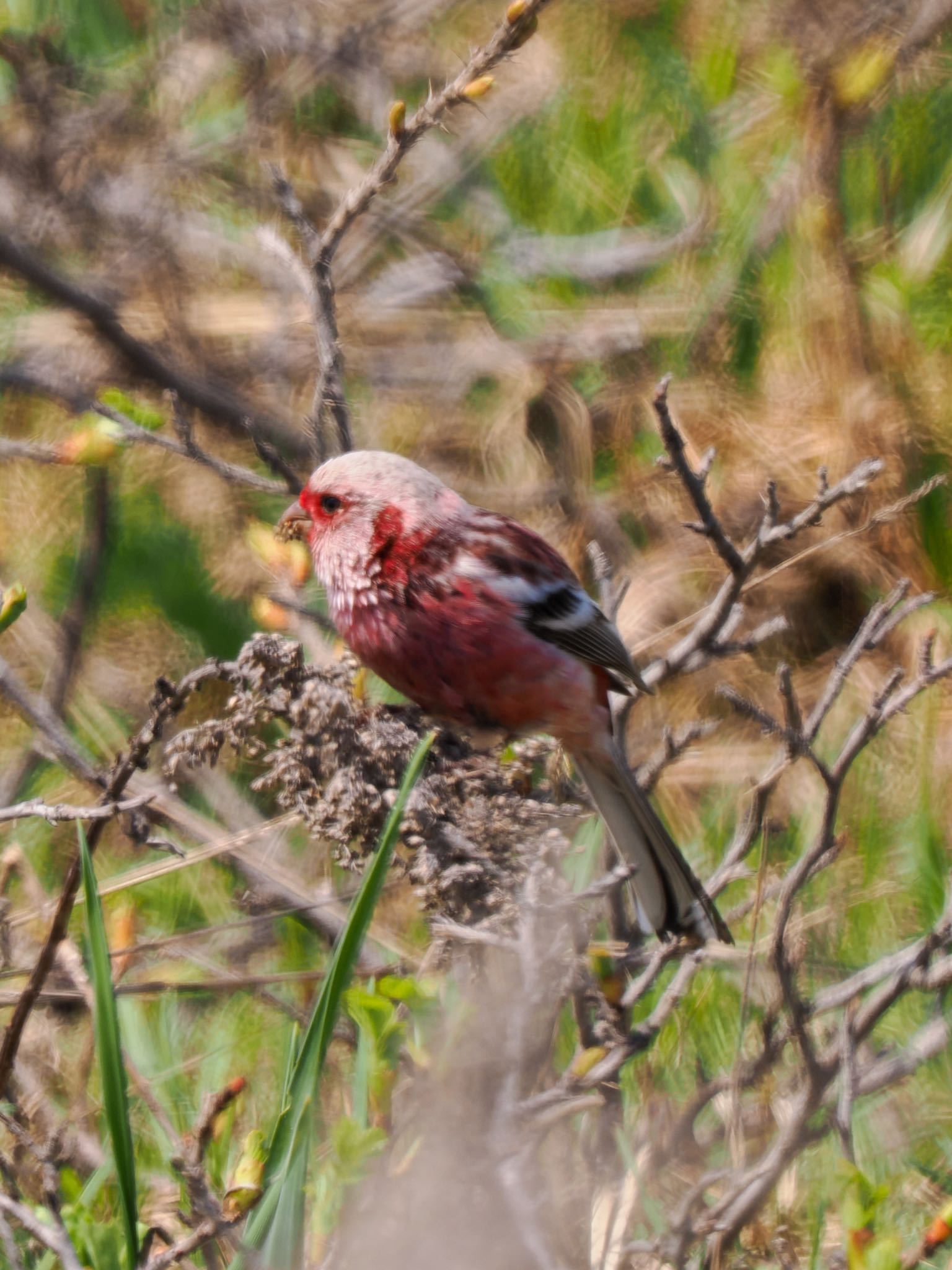Photo of Siberian Long-tailed Rosefinch at シブノツナイ湖 by daffy@お散歩探鳥＆遠征探鳥♪