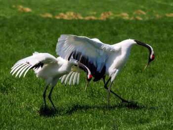 Red-crowned Crane 紋別市 Mon, 4/29/2024