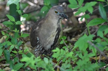 Japanese Night Heron Ukima Park Thu, 4/25/2024