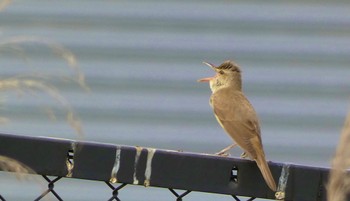 Oriental Reed Warbler 奈良市水上池 Sun, 4/28/2024