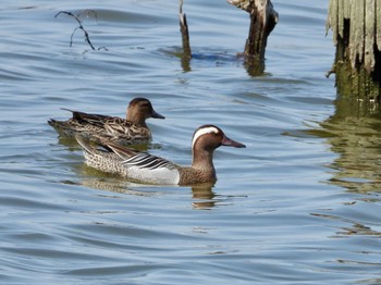 Garganey Isanuma Sun, 4/28/2024