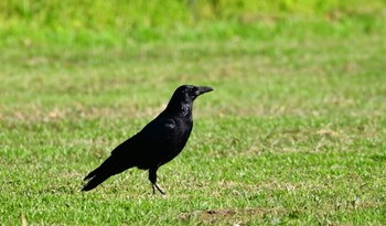 ハシボソガラス 静岡県立森林公園 2024年4月28日(日)