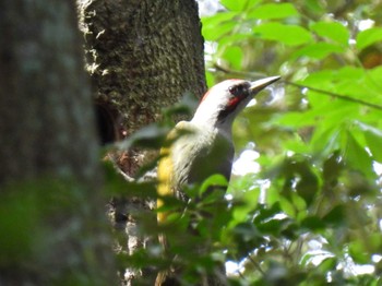 Japanese Green Woodpecker 海上の森 Mon, 4/29/2024