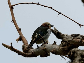 Chestnut-cheeked Starling 函館 八幡坂 Mon, 4/29/2024