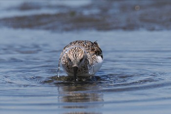 Sanderling Sambanze Tideland Sun, 4/28/2024