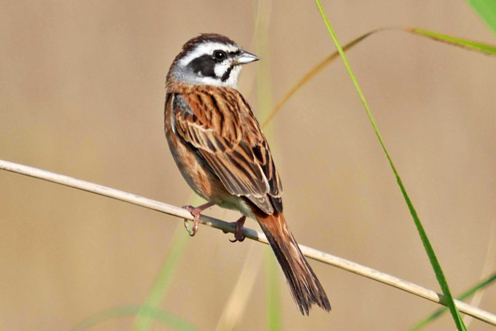 Photo of Meadow Bunting at 愛媛県 by 藤原奏冥