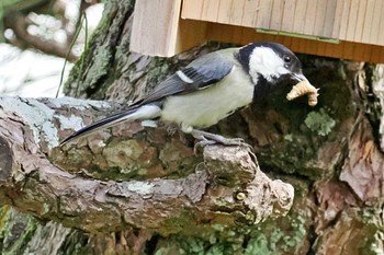 Japanese Tit 愛媛県 Sun, 4/28/2024