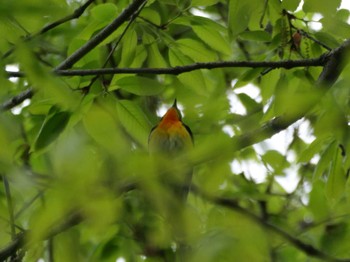 Narcissus Flycatcher 秩父 Tue, 4/23/2024