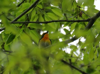 Narcissus Flycatcher 秩父 Tue, 4/23/2024