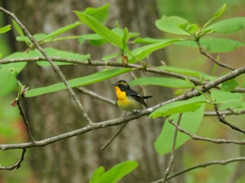 Narcissus Flycatcher 秩父 Tue, 4/23/2024