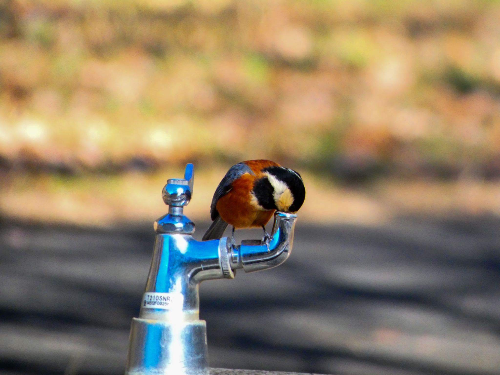 Photo of Varied Tit at 東京都 by コッコ