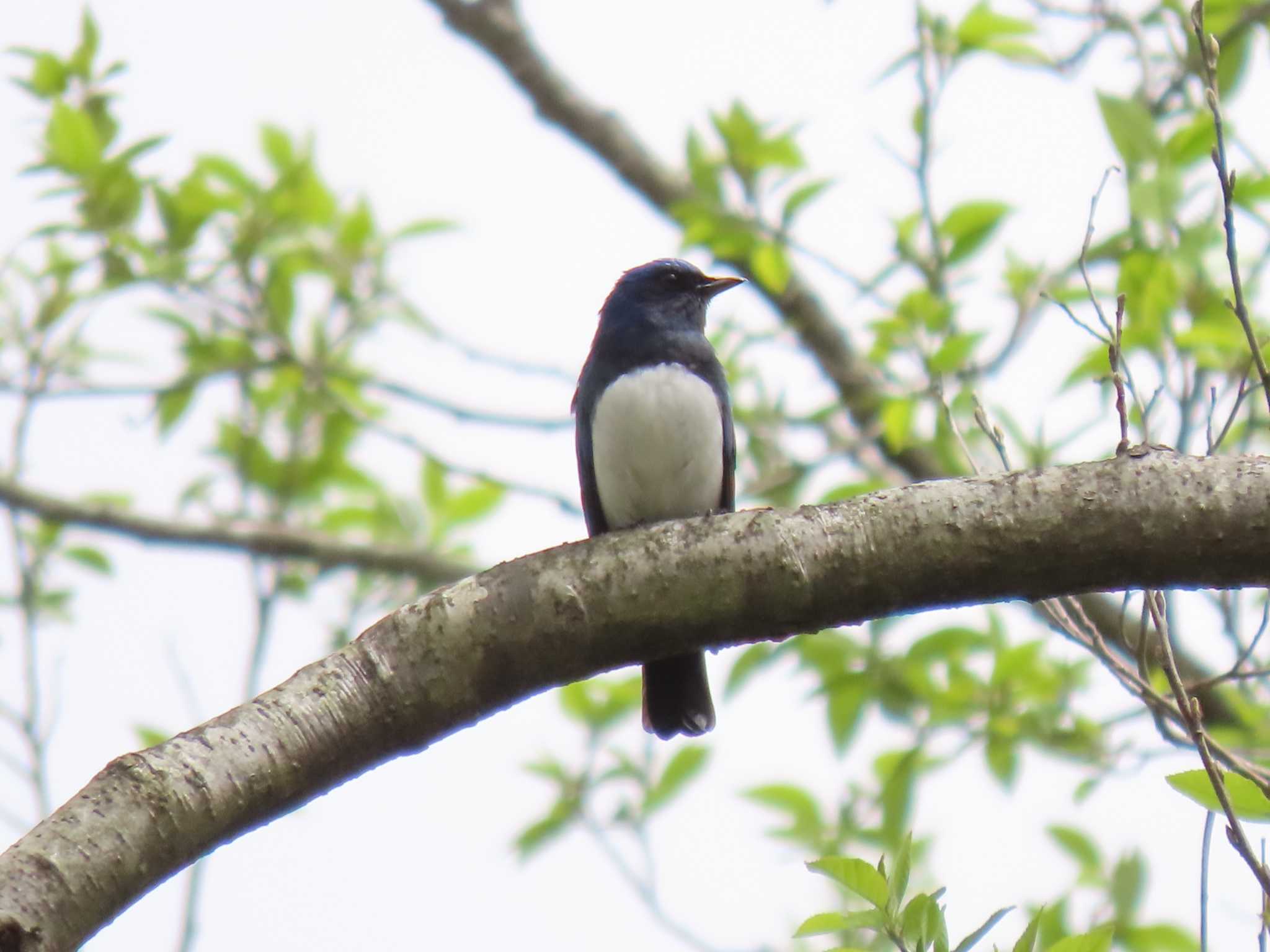 Blue-and-white Flycatcher