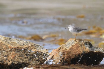 キアシシギ 北海道　函館市　志海苔海岸 2024年4月29日(月)