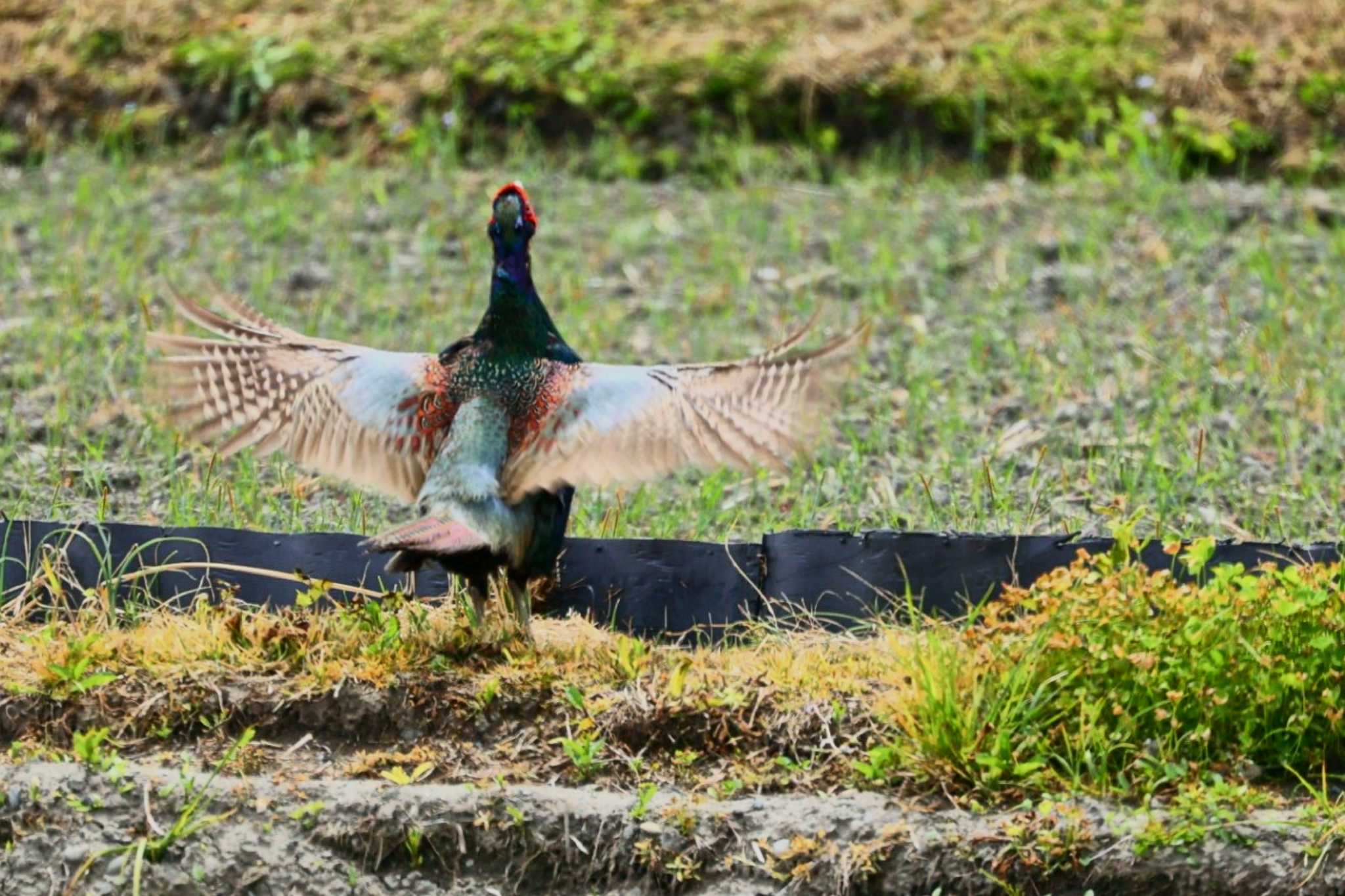 Green Pheasant