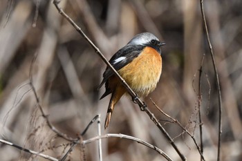 Daurian Redstart Hayatogawa Forest Road Sun, 3/3/2024