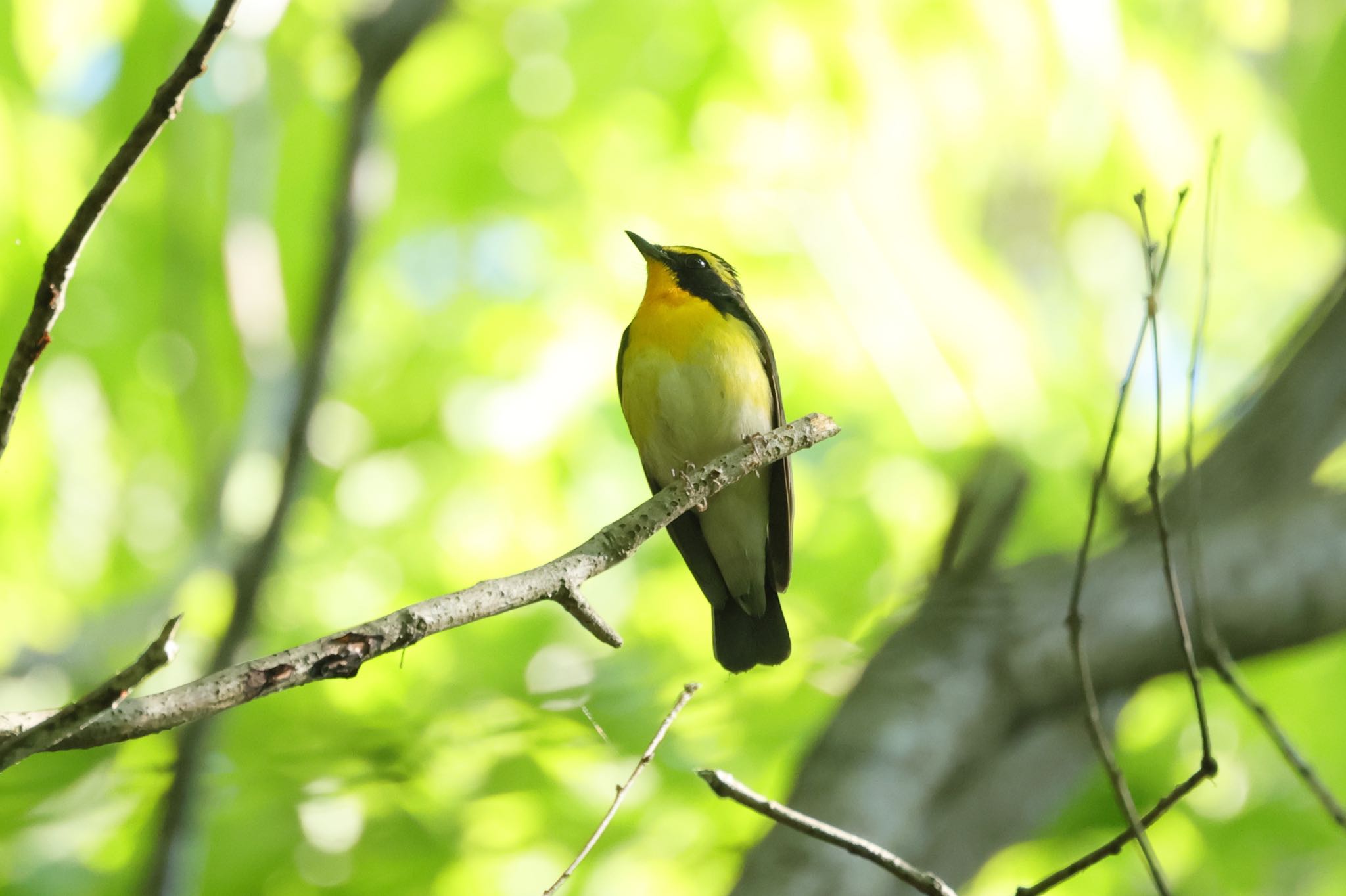 Photo of Narcissus Flycatcher at  by トシさん