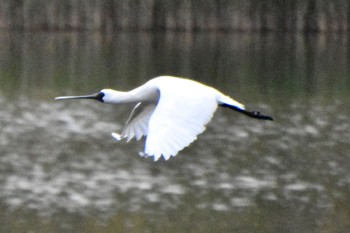 クロツラヘラサギ 葛西臨海公園 2024年4月26日(金)