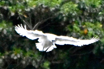 Black-faced Spoonbill Kasai Rinkai Park Fri, 4/26/2024