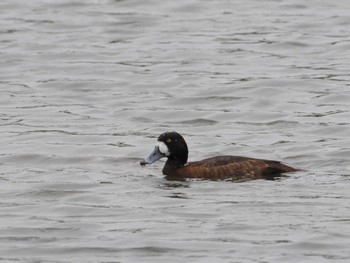 Greater Scaup Tokyo Port Wild Bird Park Mon, 4/29/2024