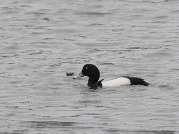 スズガモ 東京港野鳥公園 2024年4月29日(月)