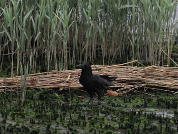 ハシブトガラス 東京港野鳥公園 2024年4月29日(月)