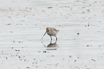 オオソリハシシギ 渡良瀬遊水地 2024年4月17日(水)