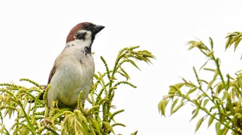 Eurasian Tree Sparrow 大和民俗公園 Sat, 4/27/2024