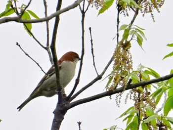 Russet Sparrow 大和民俗公園 Sat, 4/27/2024