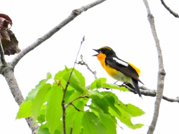 Sat, 4/27/2024 Birding report at 大和民俗公園