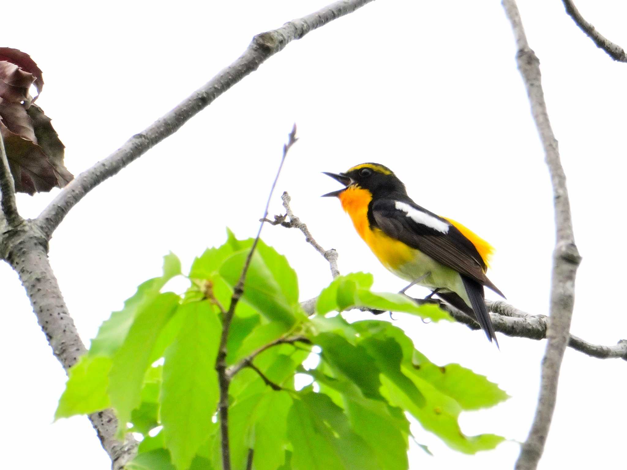 Narcissus Flycatcher