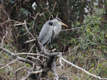 アオサギ 東京港野鳥公園 2024年4月29日(月)