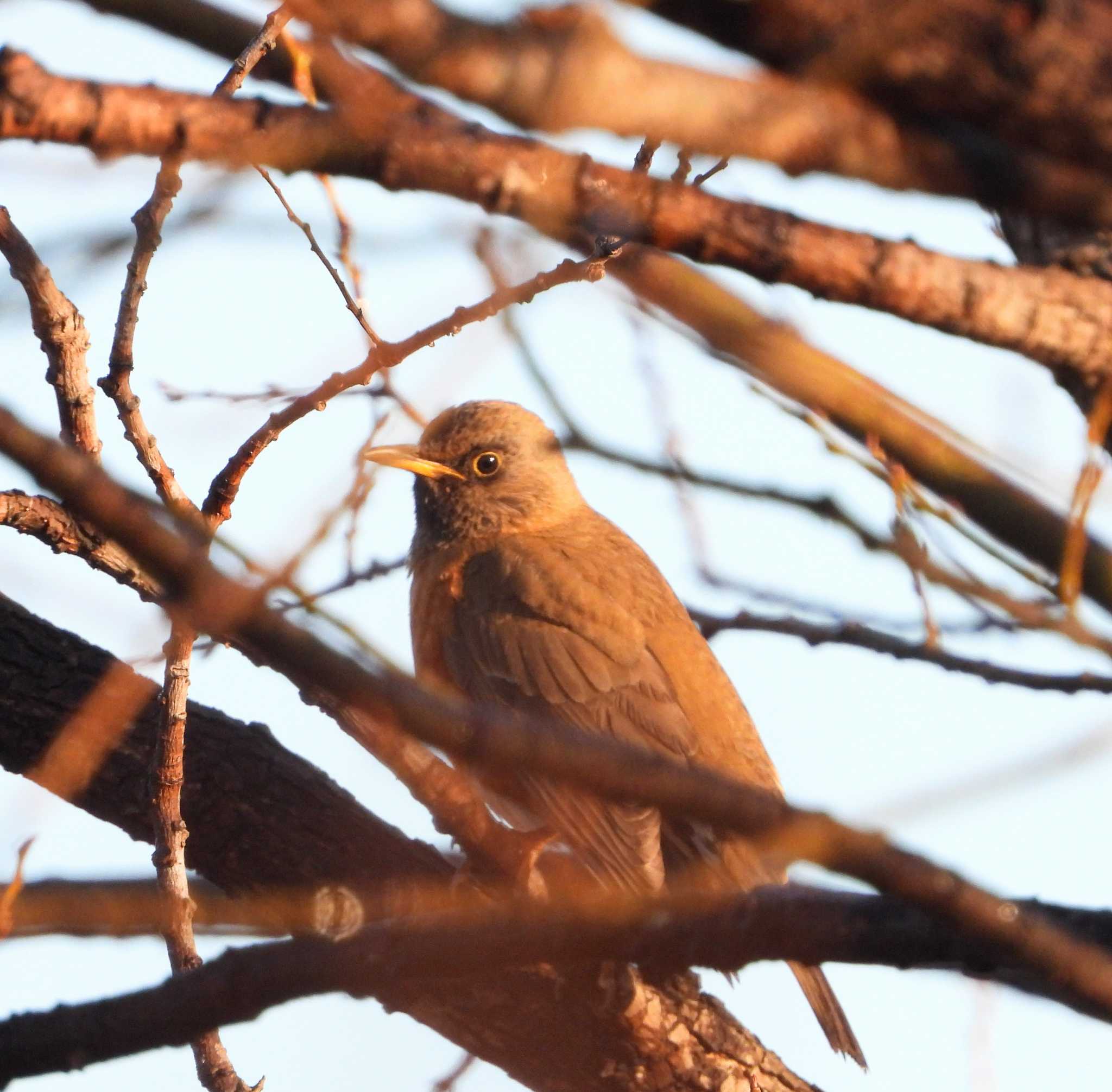 Photo of Brown-headed Thrush at  by サジタリウスの眼