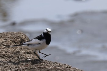 White Wagtail Kasai Rinkai Park Sat, 4/13/2024