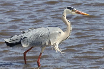 Grey Heron Kasai Rinkai Park Sat, 4/13/2024