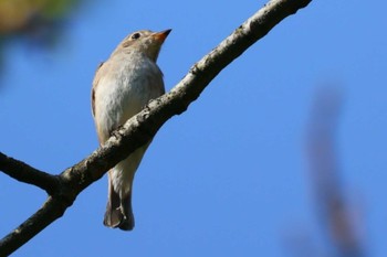 Asian Brown Flycatcher 長野県東筑摩郡 Mon, 4/29/2024