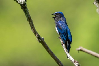 Blue-and-white Flycatcher 神奈川県 Sun, 4/28/2024