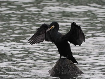 Great Cormorant Tokyo Port Wild Bird Park Mon, 4/29/2024