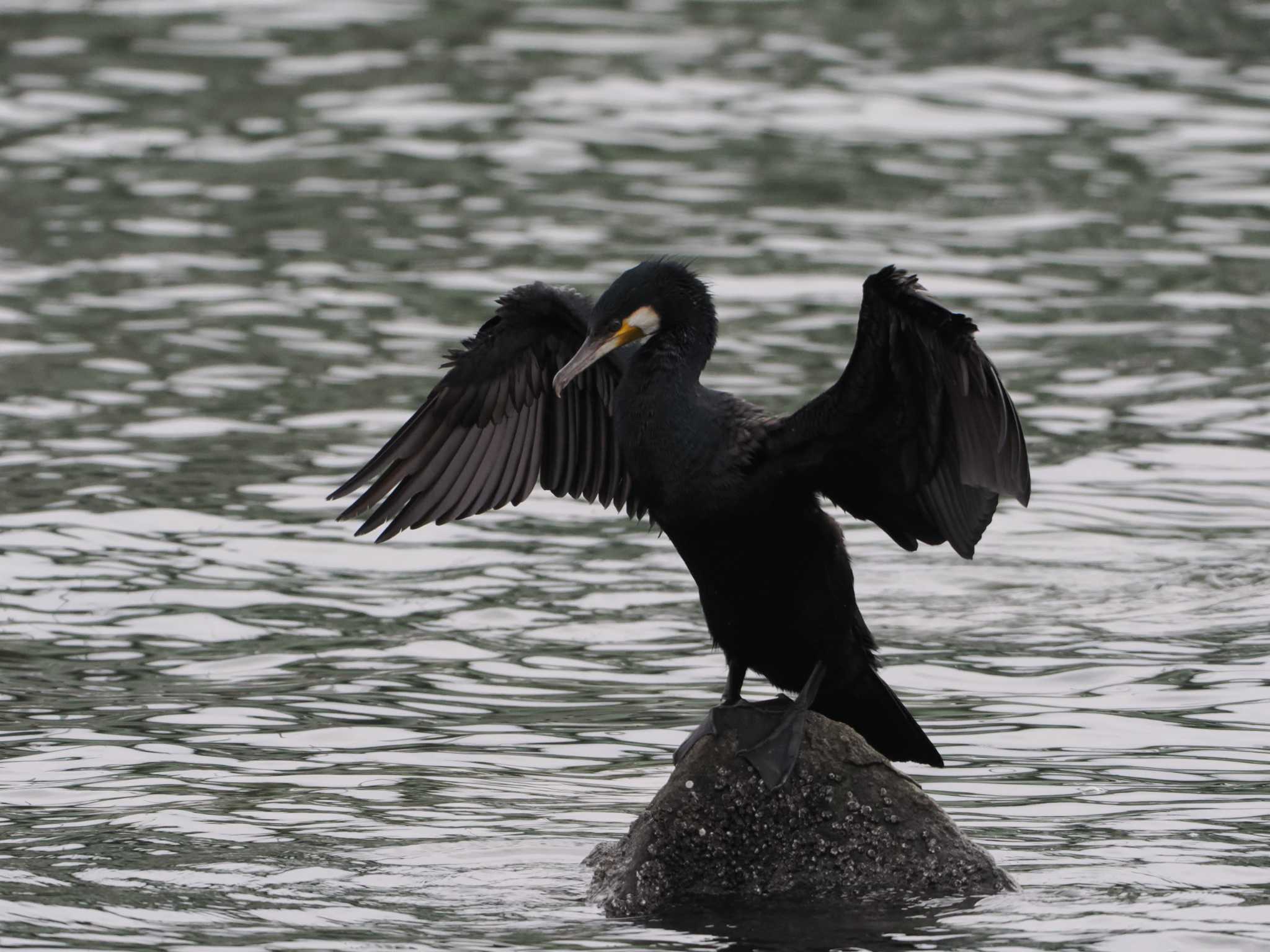 東京港野鳥公園 カワウの写真 by sario